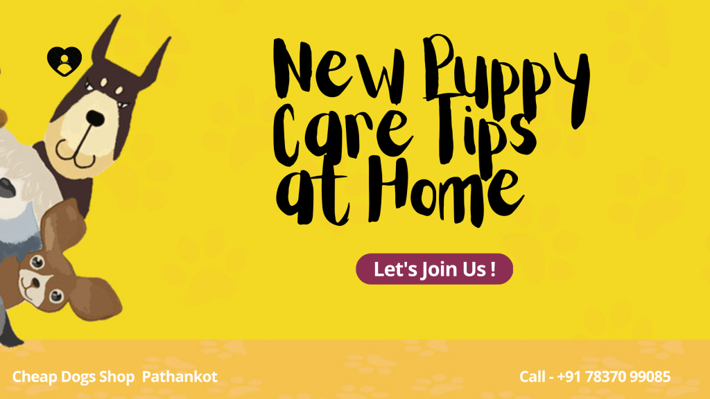 New Puppy Care Tips at Home