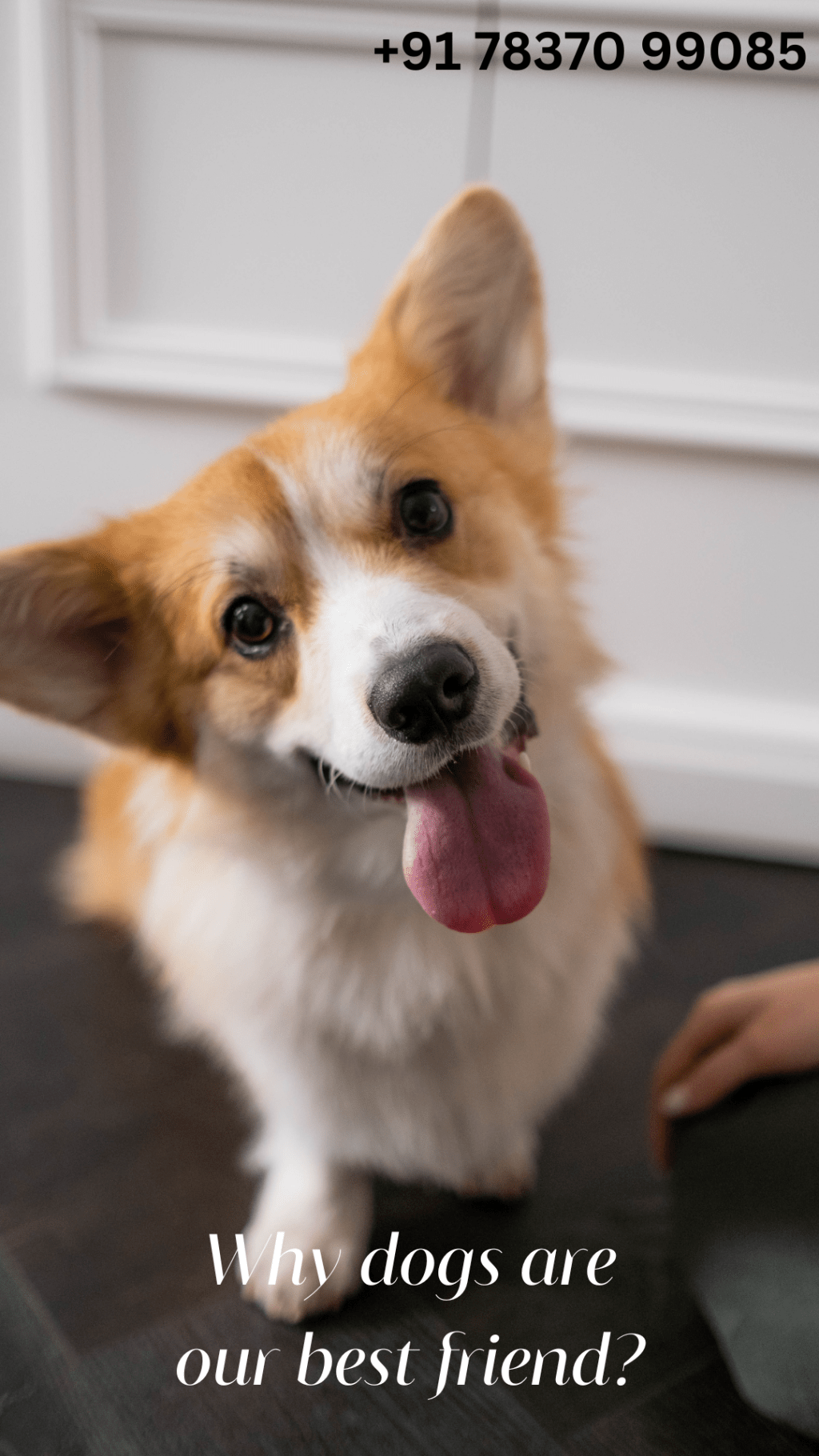 Why dogs are our best friend?