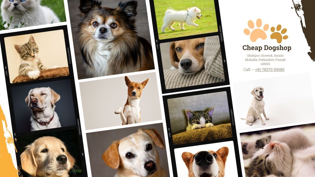 How to find Cheap Dog near me in&nbsp;Pathankot?
