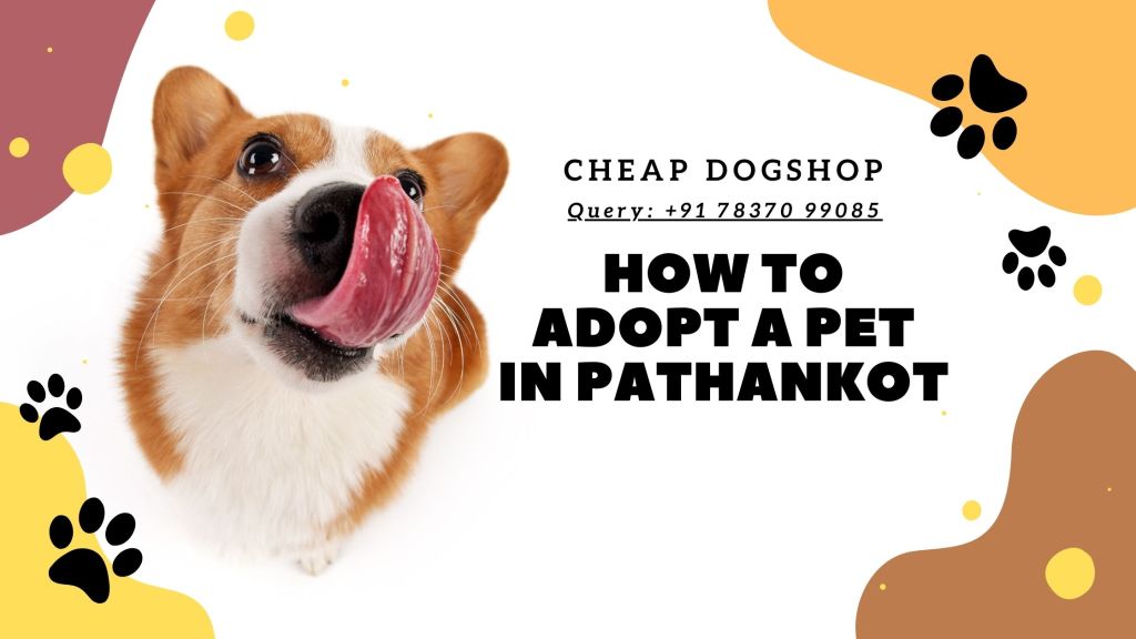 krishna dog shop Pathankot