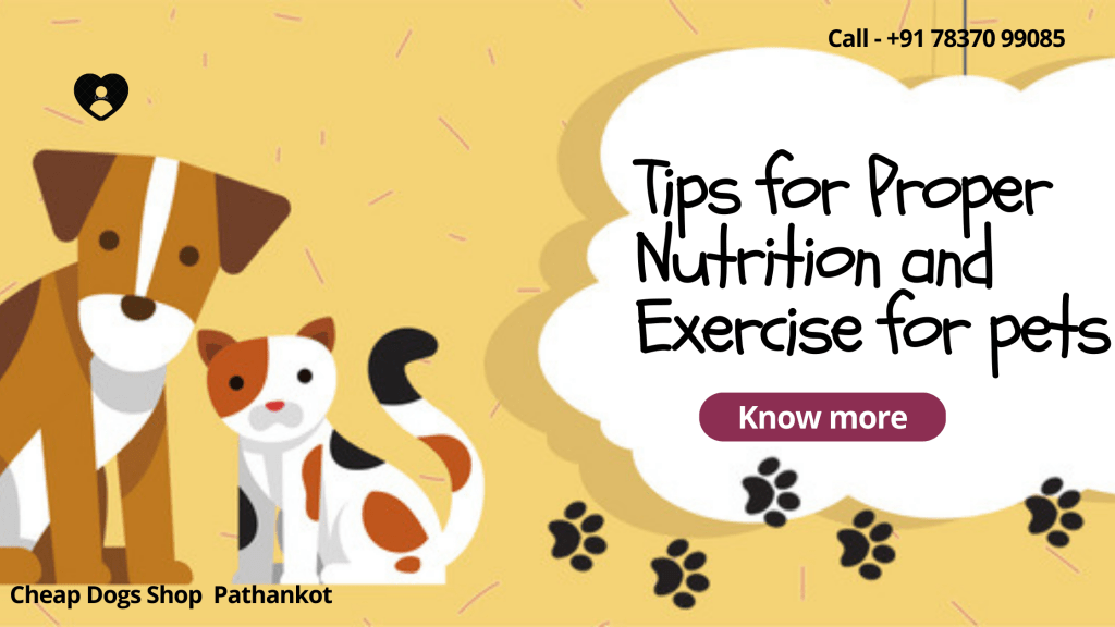 Tips for Proper Nutrition and Exercise for pets